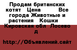 Продам британских котят › Цена ­ 500 - Все города Животные и растения » Кошки   . Кировская обл.,Лосево д.